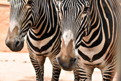 Close-up of zebra