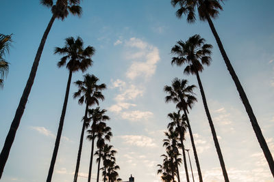 Low angle view of palm trees against sky