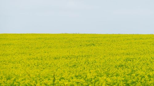 Yellow flowers growing in field