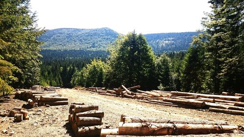 View of trees in forest