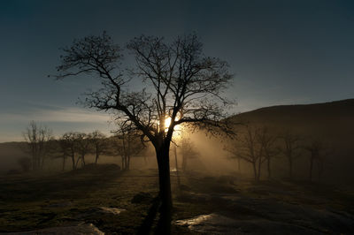 Silhouette of bare trees on landscape