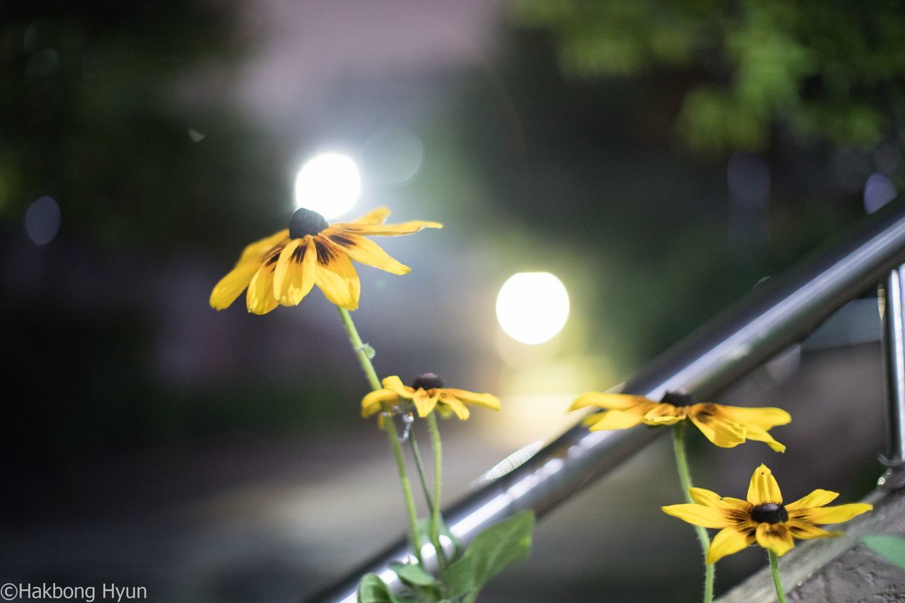 flower, growth, yellow, nature, petal, fragility, beauty in nature, plant, focus on foreground, freshness, no people, flower head, outdoors, day, close-up, sunlight, blooming