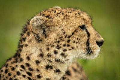 Close-up of cheetah head turned to right