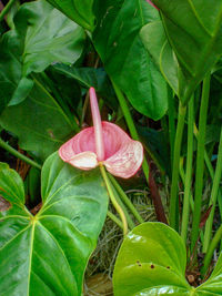 Close-up of pink flowering plant