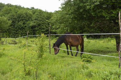 Beautiful mountain horse grazes grass on green meadow on cloudy summer day on horse farm