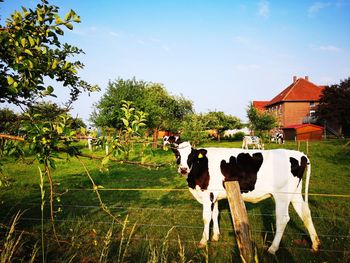 Cows standing in a field