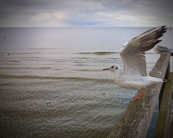 Bird on beach against sky