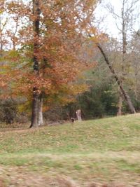 Trees on field in forest during autumn