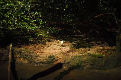 High angle view of bird in lake