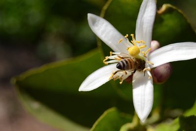 Close-up of insect on flower