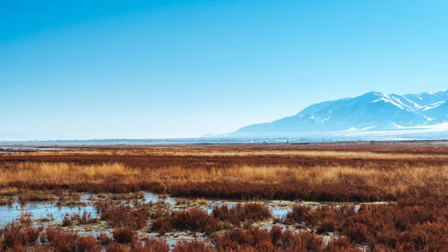 Scenic view of landscape against clear blue sky