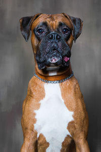 Close-up portrait of dog sitting against wall