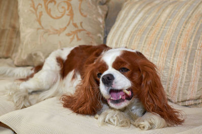 Charming cavalier king charles spaniel enjoying a snack