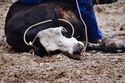 Cow roped in county fair event