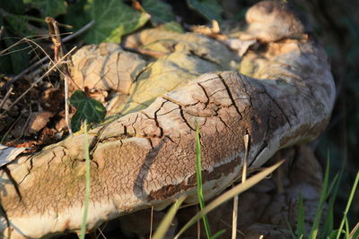 Close-up of lizard on field in forest