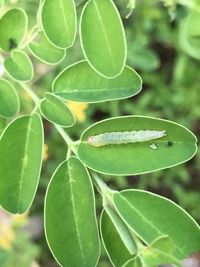 Close-up of green leaves