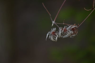 Close-up of spider on flower