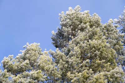 Low angle view of cherry blossom against blue sky