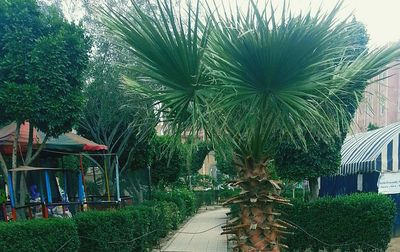 Palm trees by plants against sky