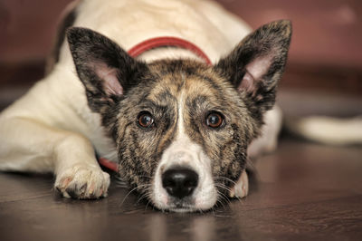 Close-up portrait of dog lying on floor