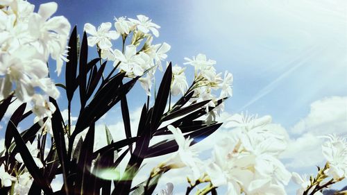 Close-up of white flowers