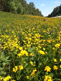 Yellow flowering plants on field