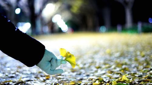 Close-up of hand on yellow flower