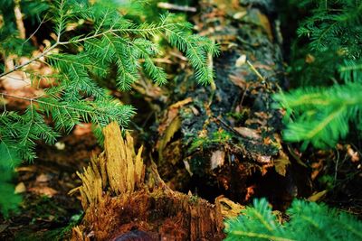 Close-up of moss growing on tree trunk