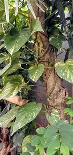High angle view of leaves on plant