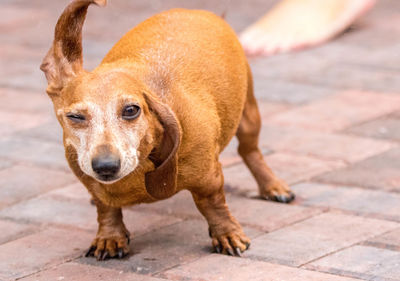 Portrait of dog on footpath