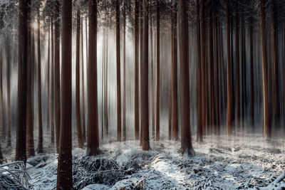 Pine trees in forest during winter