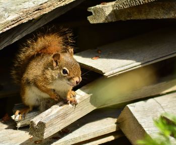 Close-up of squirrel
