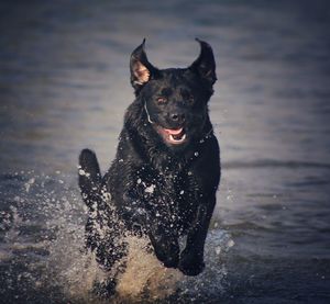 Black dog running in sea