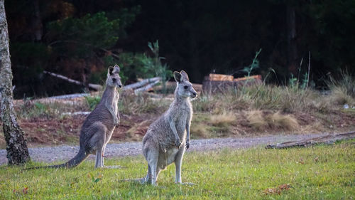 Deer on field