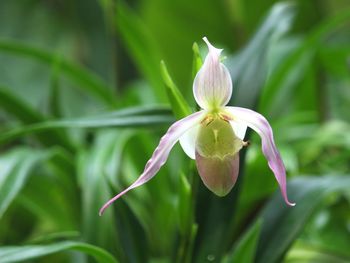 Close-up of flower blooming outdoors