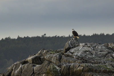 Bald eagle on rocks, victoria, britisch-kolumbien, and canada 