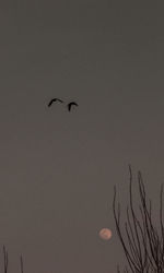 Low angle view of bird flying in sky