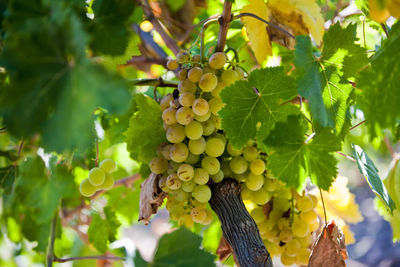 Low angle view of grapes growing in vineyard