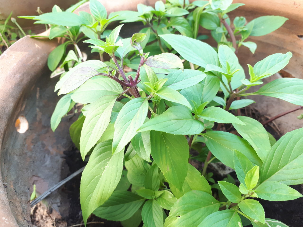 HIGH ANGLE VIEW OF GREEN LEAVES ON PLANT