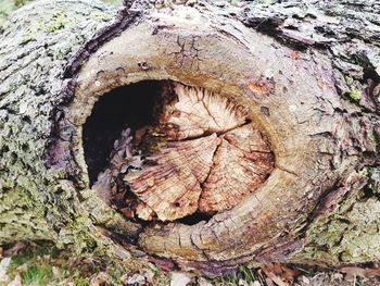 Close-up of tree stump