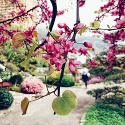 Close-up of pink flowers blooming on tree