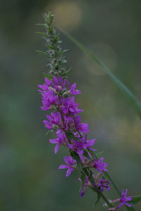 Close-up of purple flowers