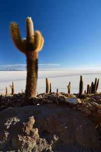 Cactus growing on rock in sea against clear sky