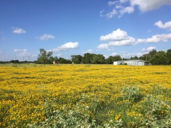 Scenic view of field against cloudy sky