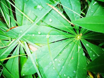 Full frame shot of wet plant