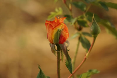 Close-up of rose bud