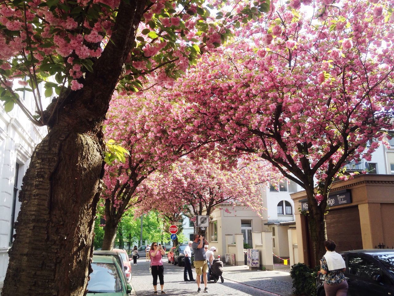 PINK CHERRY BLOSSOMS IN SPRING