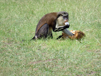 Monkey sitting on field