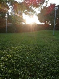 Sun shining through trees in park
