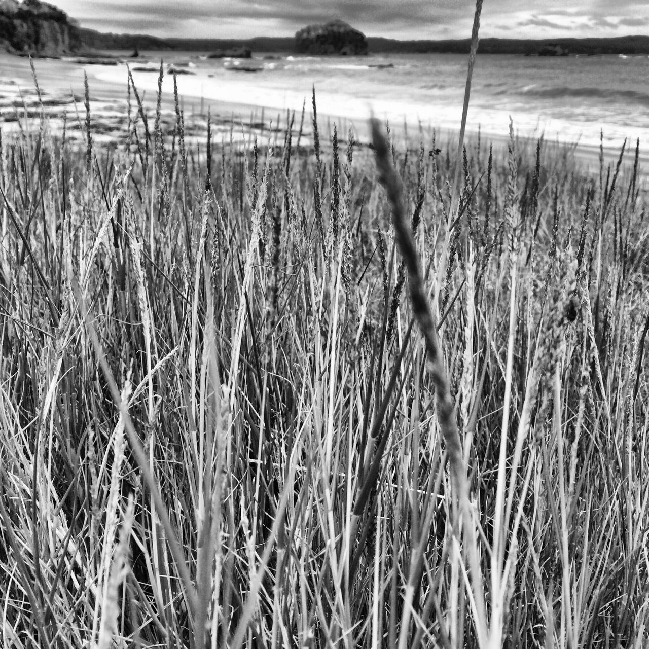 tranquility, growth, water, grass, plant, nature, tranquil scene, beauty in nature, scenics, growing, beach, field, day, sand, tree, branch, outdoors, shore, no people, sunlight